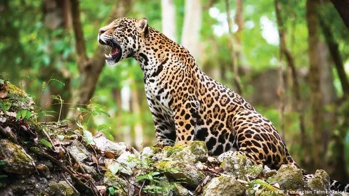 Tigre en la meseta de Cacaxtla