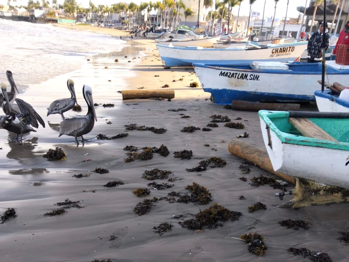 Microalgas en Playa Norte en Mazatlán