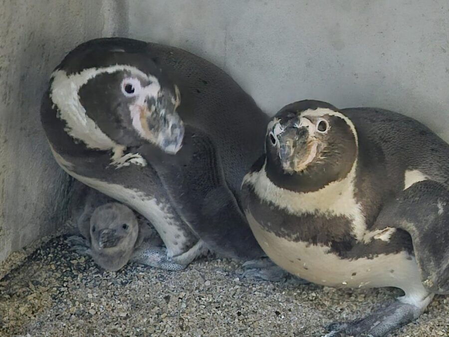 Gran Acuario Mazatlán Mar de Cortés presenta al primer ejemplar de pingüino de Humboldt